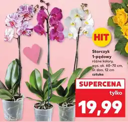 Kaufland Storczyk Hit oferta