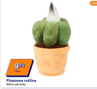 Action Roślina oferta