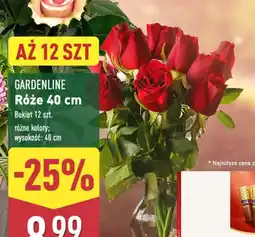 ALDI GARDENLINE Róże 40 cm oferta