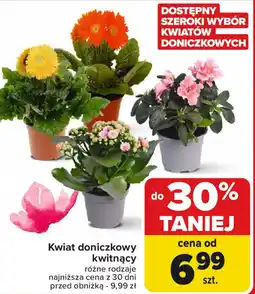 Carrefour Kwiat doniczkowy kwitnący oferta