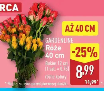 ALDI GARDENLINE Róże 40 cm oferta