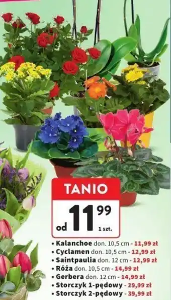 Intermarche Kwiaty oferta