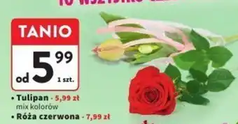 Intermarche Tulipan/Róża czerwona oferta