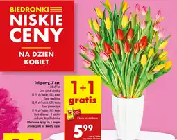 Biedronka Tulipany 7 szt oferta