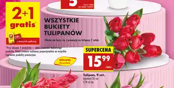 Biedronka Tulipany 9 szt oferta