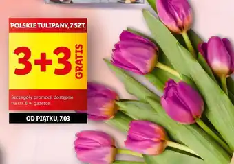 Lidl Tulipany oferta