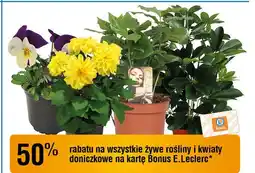 E.Leclerc Kwiaty doniczkowe oferta