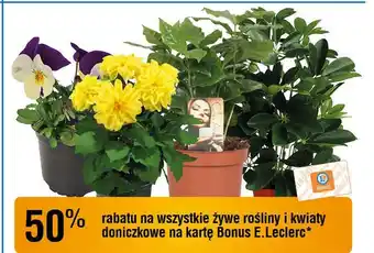 E.Leclerc Kwiaty doniczkowe oferta