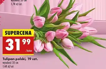 Biedronka Tulipany polskie 35 cm oferta