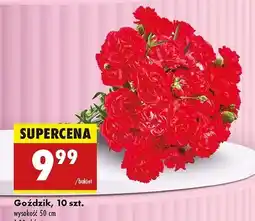 Biedronka Goździki oferta