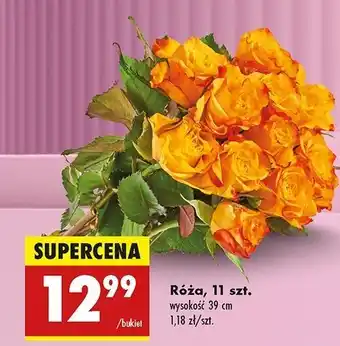 Biedronka Róża 39 cm oferta