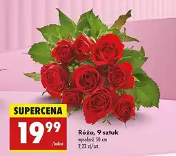 Biedronka Róże 50 cm oferta