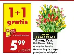 Biedronka Tulipany oferta