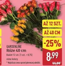 ALDI Róże 40 cm Gardenline oferta