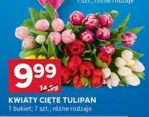 Stokrotka Optima Tulipan oferta