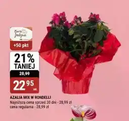 bi1 Azalia ME+ oferta