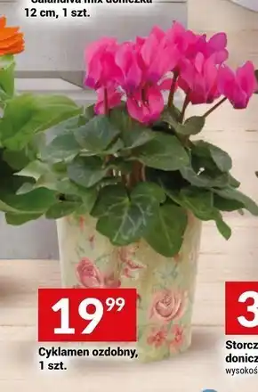 Twój Market Cyklamen oferta