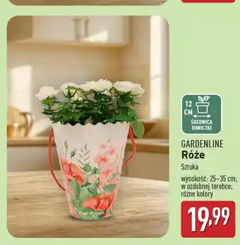 ALDI GARDENLINE Róże oferta