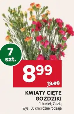 Stokrotka Market Goździki oferta