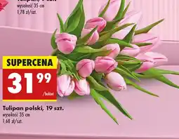 Biedronka Tulipan Polski oferta