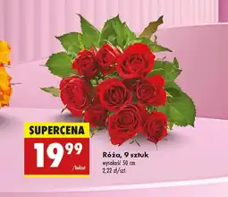 Biedronka Róża oferta