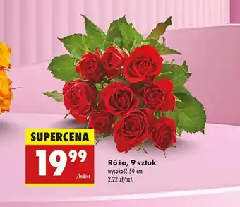 Biedronka Róża oferta