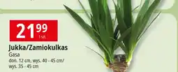 E.Leclerc Zamiokulkas oferta