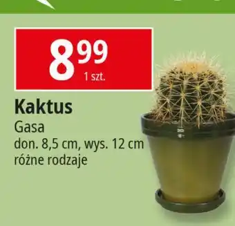 E.Leclerc Kaktus don. 8.5 cm Gasa oferta