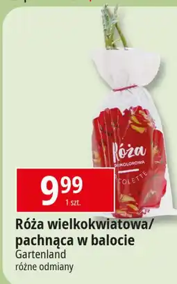 E.Leclerc Róża pachnąca Gartenland oferta