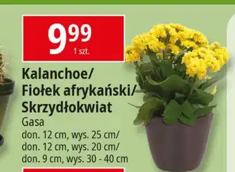 E.Leclerc Skrzydłokwiat 9 cm Gasa oferta