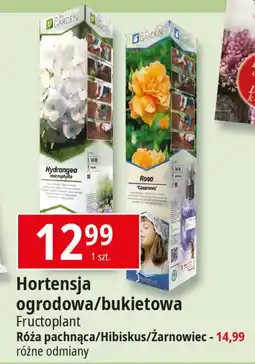 E.Leclerc Żarnowiec Fructoplant oferta