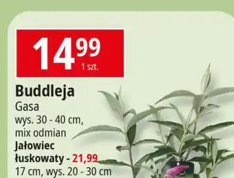 E.Leclerc Jałowiec łuskowaty Gasa oferta