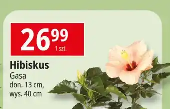 E.Leclerc Hibiskus don. 13 cm Gasa oferta