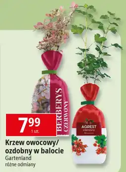 E.Leclerc Krzew berberys czerwony Gartenland oferta