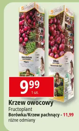 E.Leclerc Krzew pachnący Fructoplant oferta