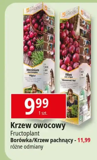 E.Leclerc Krzew pachnący Fructoplant oferta