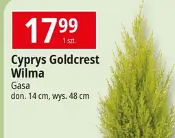 E.Leclerc Cyprysik goldcrest wilma don. 14 cm Gasa oferta