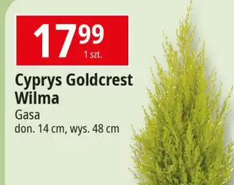 E.Leclerc Cyprysik goldcrest wilma don. 14 cm Gasa oferta