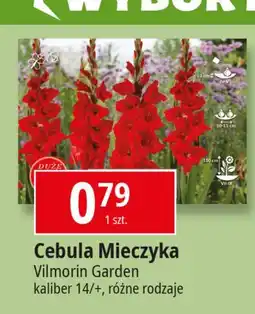 E.Leclerc Cebulka mieczyka Vilmorin Garden oferta