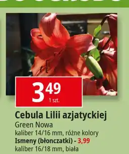 E.Leclerc Ismena 16/18 Green Nowa oferta