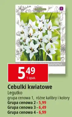 E.Leclerc Cebule kwiatowe gr.4 W. Legutko oferta