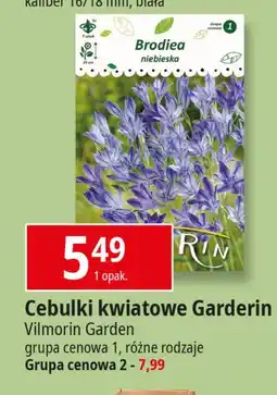 E.Leclerc Cebulki kwiatów grupa 2 Garderin oferta