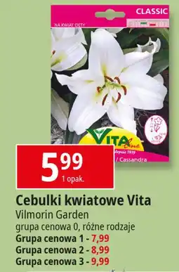 E.Leclerc Cebule kwiatowe gr. 3 Vita Line oferta