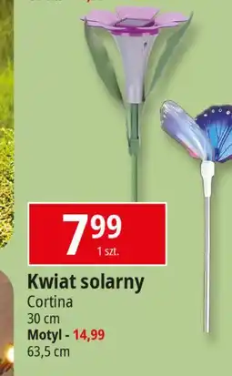 E.Leclerc Motyl solarny na piku Cortina oferta