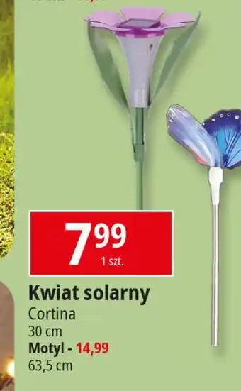 E.Leclerc Motyl solarny na piku Cortina oferta