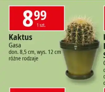 E.Leclerc Kaktus Gasa oferta