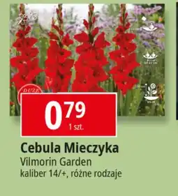 E.Leclerc Cebule kwiatowe Vilmorin Garden oferta