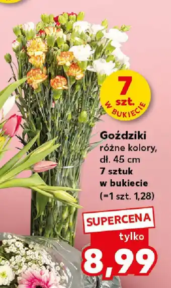 Kaufland Goździki oferta