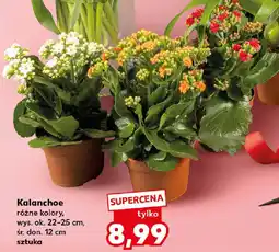 Kaufland Kalanchoe oferta