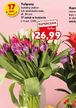Kaufland Tulipany oferta